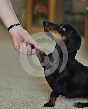 Dachshund shaking hands