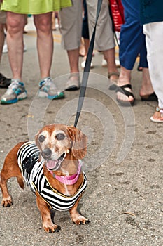 Dachshund, short legged dog, leached with owner, smiling