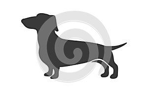 Dachshund silhouette. Sausage hunting dog breed, dachschund long size, teckel canine companion, vector icon