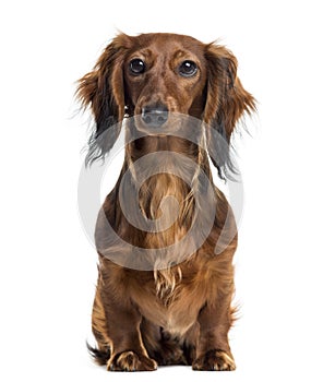 Dachshund sitting and facing, isolated photo