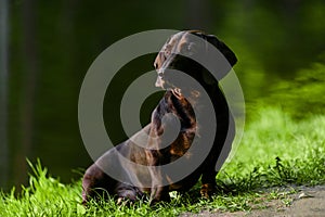 Dachshund sitting at lake in summer sunset backlight