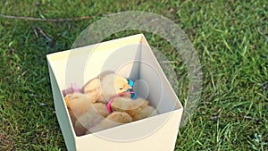 Dachshund sniffs fluffy chicks sitting in small box