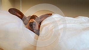 Dachshund snuggled up and asleep in human bed.