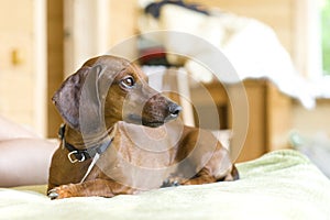 Dachshund on a sofa photo