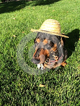 Dachshund Squints in Sun