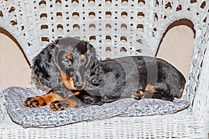 Dachshund standard longhaired black and tan - puppy