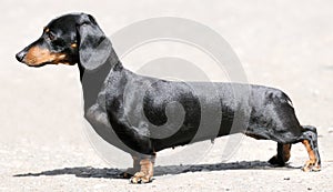 Dachshund standing