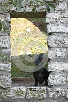 Dachshund standing into brick arch of stone old wall