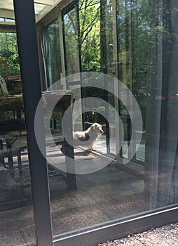 Dachshund standing in garden serre.