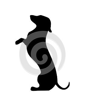 Dachshund standing on hind legs icon. Vector black flat illustration