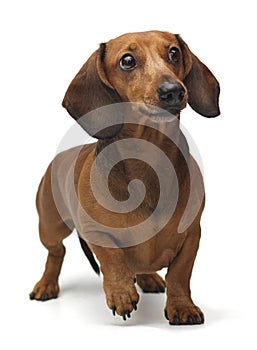 Dachshund staying on the white background