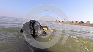 Dachshund swimming in water with soft toy in teeth