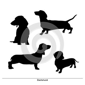 Dachshund. Taxa. Long dog. Dachshund. Taxa. Long dog. Dogs are posture.