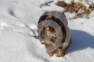 Dachshund - Teckel