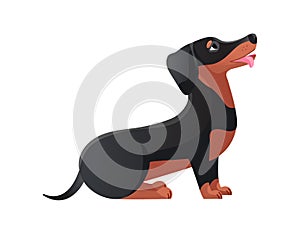 Dachshund with tongue. Canine tail puppy character flat icon vector illustration