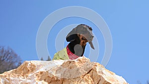 Dachshund tourist looks around on top of steep cliff
