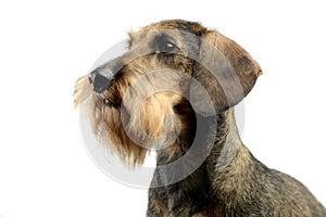 Dachshund waching in a white photo studio