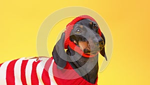 Dachshund wearing a red and white striped sweater and matching hat against a vibrant yellow background, looking to the