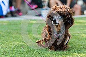 Dachshund Wears Wookiee Outfit At Pet Costume Contest