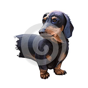 Dachshund, Weenie Dog, Teckel, badger dog digital art illustration isolated on white background. German origin scenthound dog.