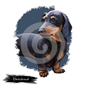 Dachshund, Weenie Dog, Teckel, badger dog digital art illustration isolated on white background. German origin scenthound dog.