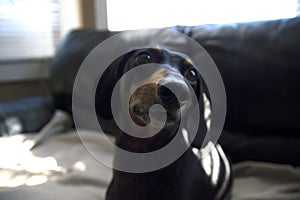 Dachshund weiner dog puppy close up on a beige blanket abstract