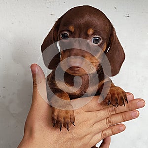 Dachshund weiner dog puppy photo