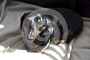 Dachshund weiner dog puppy lying on a beige blanket with shadows abstract boh photo