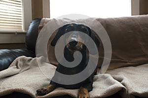 Dachshund weiner dog puppy sitting on a beige blanket abstract b photo