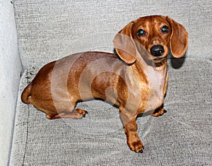 Dachshund Weiner dog relaxing in the couch