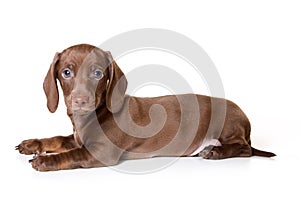 Dachshund on white background