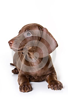 Dachshund on white background