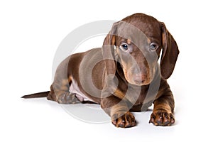 Dachshund on white background