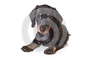 Dachshund on white background