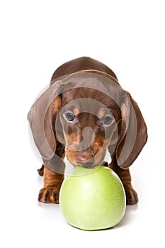 Dachshund on white background