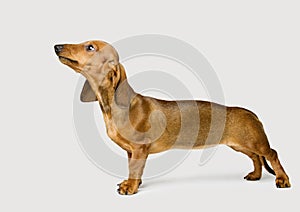 Dachshund on White, Brown Dog Looking Up