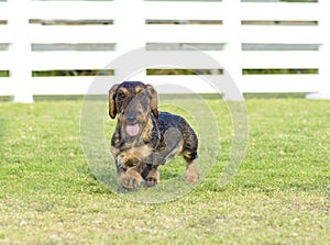 Dachshund (Wirehaired)