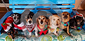 Dachshunds all dressed up for Christmas