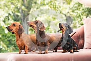 Dachshunds dog on the backyard. Three dogs outdoor in sunny summer weather.