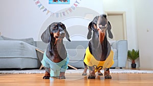 Dachshunds dressed in cute clothes bark asking for treat