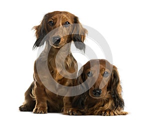 Dachshunds