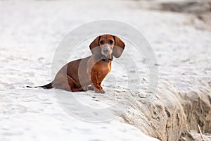 Dachshunds puppy sits on sand