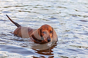 Dachshunds puppy swims in the water