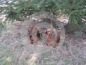 Dachshunds for a walk in the forest