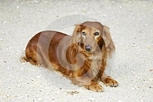 Dachsund Dog photo