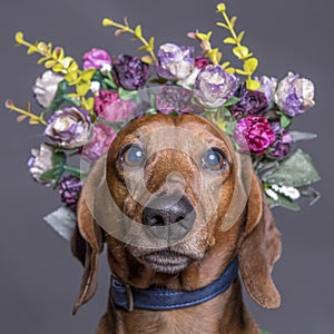 Dachsund dog in a flower crown