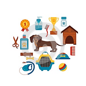 Dachsund dog infografic concept with dog care elements.