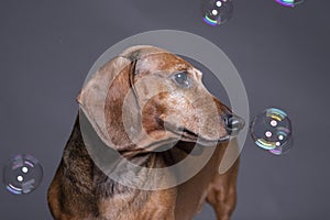 Dachsund dog playing With Soap Bubble
