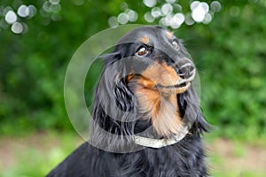 Dachsund dog portrait in the nature.