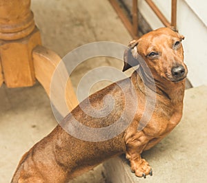 Dachsund standing on a step outside